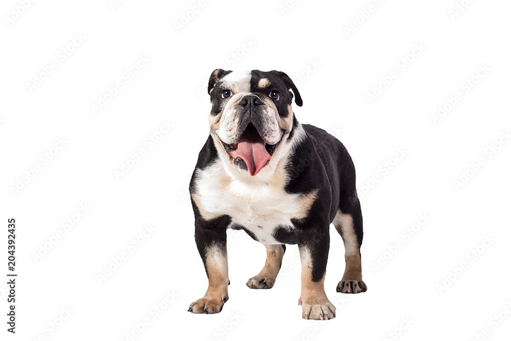 bulldog, bulldog on white background, funny bulldog