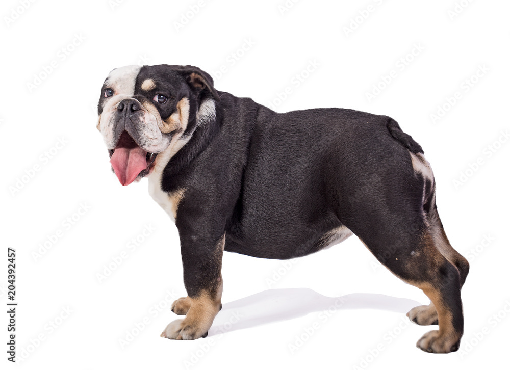 Fototapeta premium bulldog, bulldog on white background, funny bulldog