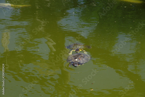Side way view of a green turtle swimming in very murky waters in a pond