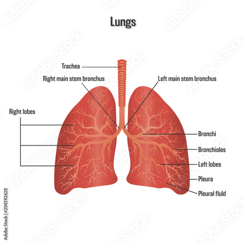 Lungs symbol. Breathing exercise. Respiratory system isolated on white background as Health care and science concept. vector illustration.