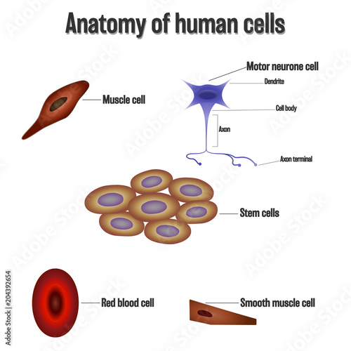 Anatomy of human cells isolated on white background as Health care and science concept. vector illustration.