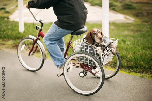Low section of man carrying dog in tricycle basket