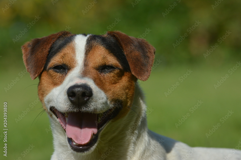 White Jack Russell dog with black and tan mask White Jack Russell dog with black and tan mask