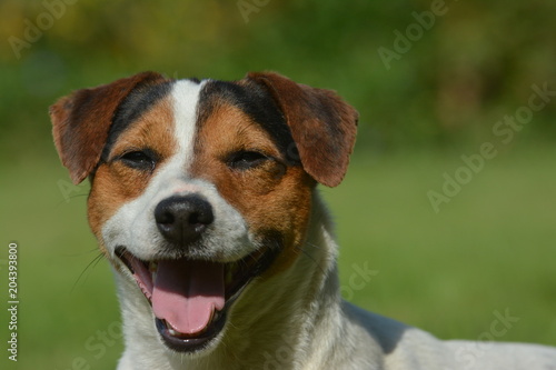 White Jack Russell dog with black and tan mask 