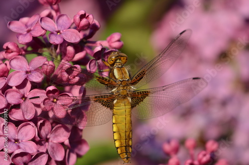Canvastavla Female Broad-bodied Chaser or Libellula depressa on purple flower