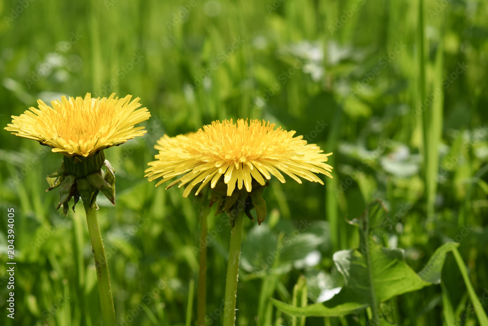 Löwenzahn Blumen auf der Wiese