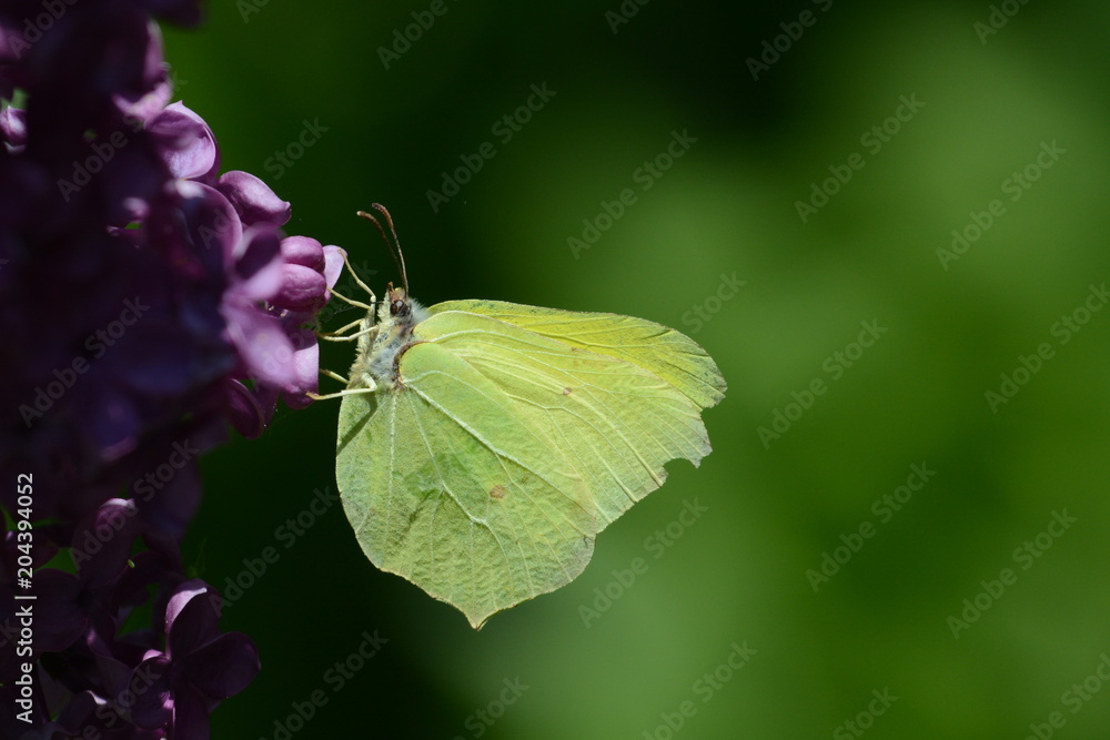Brimstone butterfly or Gonepteryx rahmni Brimstone butterfly or Gonepteryx rahmni