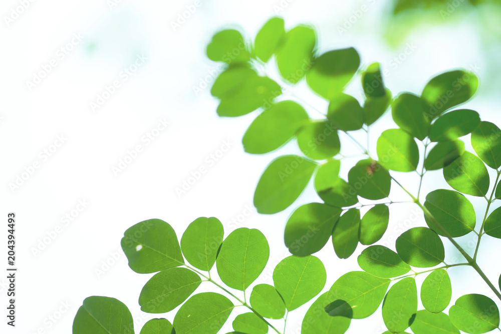 leaves close up isolated on background