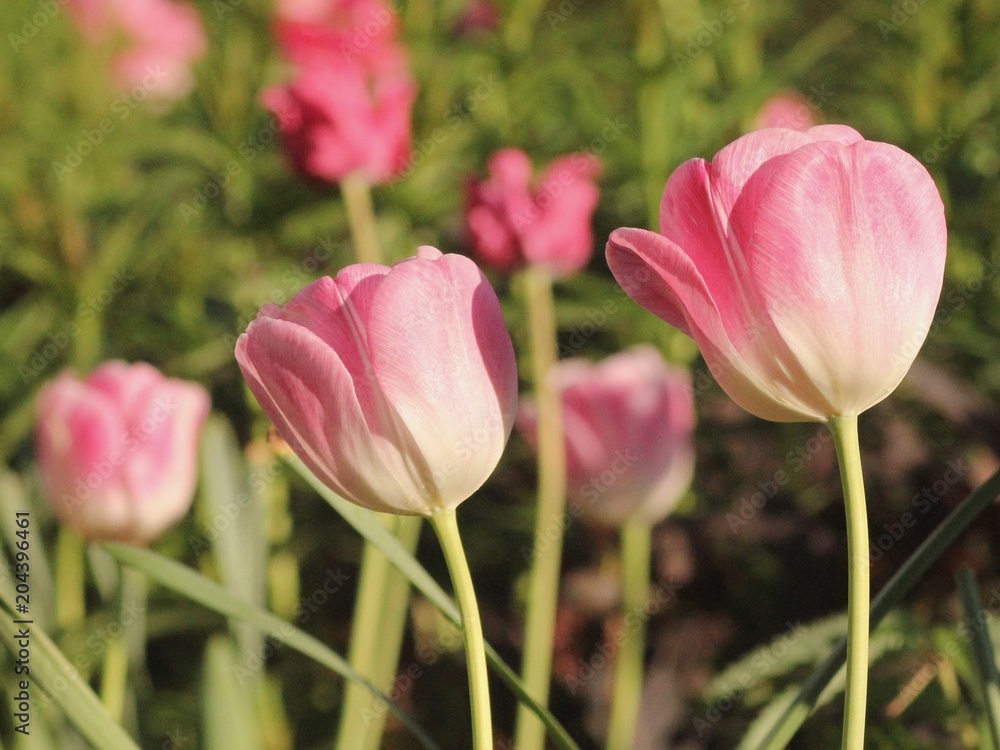Obraz premium Drei Tulpen in Nahaufnahme