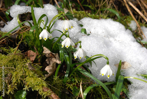 Maerzenbecher im Pfaffental, Schwaebische Alb photo