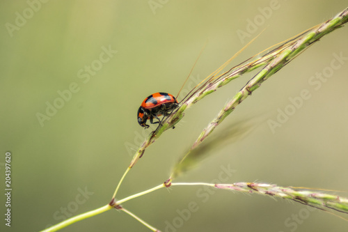 Small ladybird climbs on the green grass
