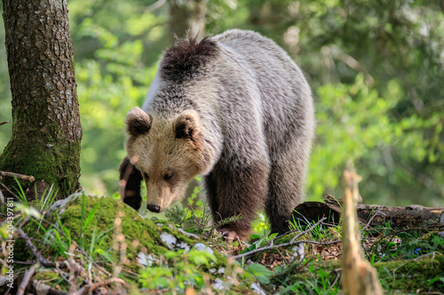 Orso bruno (Ursus arctos) nella foresta in Slovenia