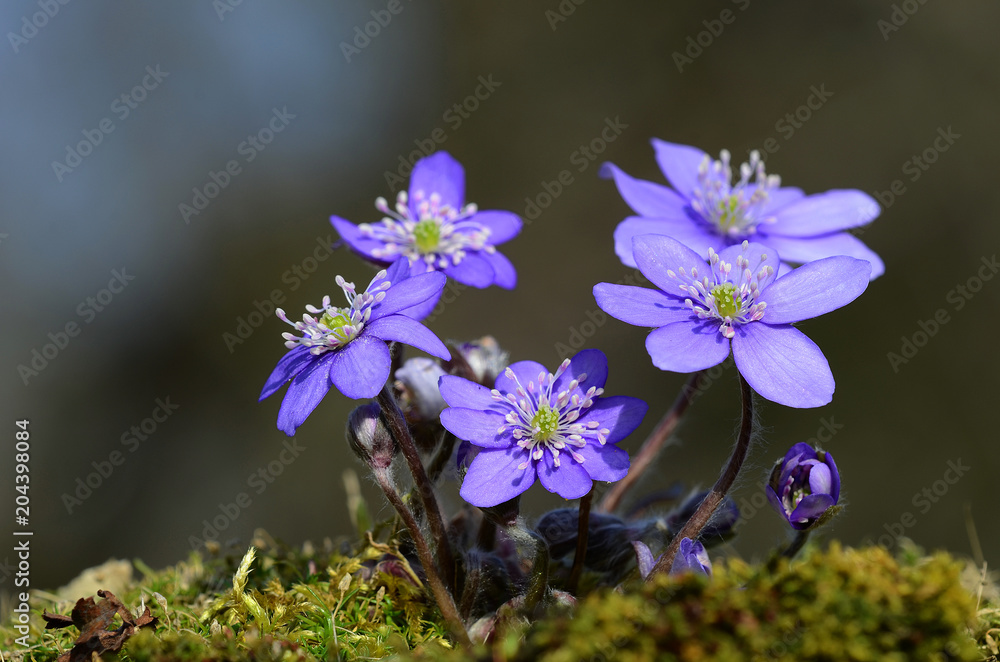 Leberbluemchen am Waldboden Leberbluemchen am Waldboden