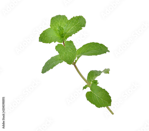 Mint leaves isolated on white background.