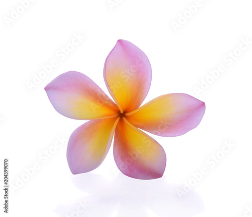 frangipani flower isolated on white background