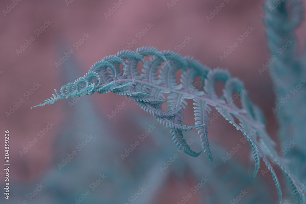 Natural fern leaf closeup. Ornament leaf blue toned photo. Carved fern leaves inverted photo for abstract background