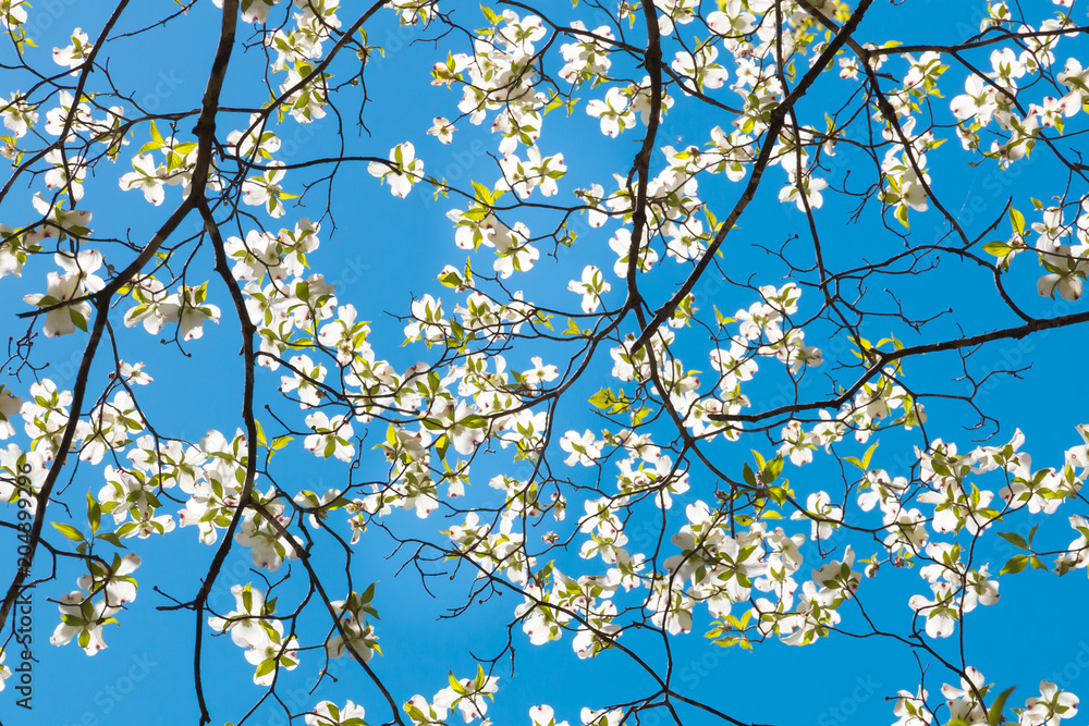 Dogwood tree blossom at springtime in park. Spring natural background. Dogwood tree blossom at springtime in park. Spring natural background.