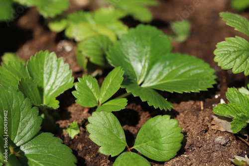 Wallpaper Mural Strawberries plants Torontodigital.ca