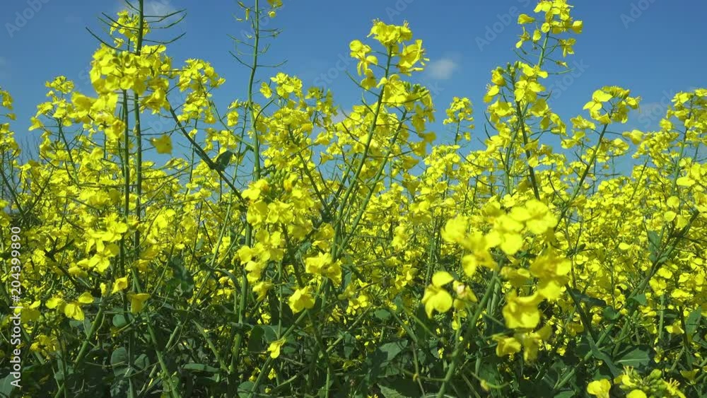 Arable agriculture. Pan along the yellow flowers of an oil seed rape farmland crop in Northamptonshire in England. Arable agriculture. Pan along the yellow flowers of an oil seed rape farmland crop in Northamptonshire in England.