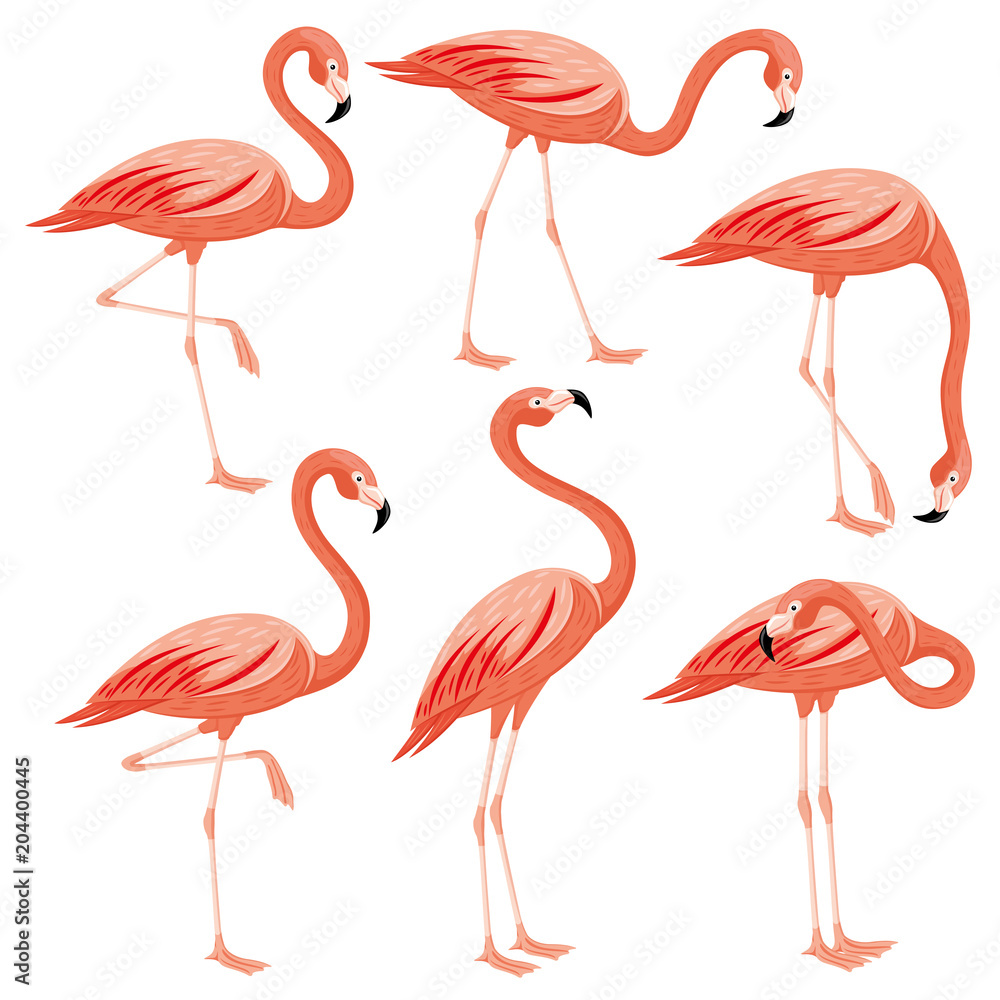 Obraz premium Pink flamingos set on a white background.