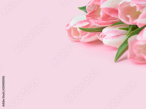 Bouquet of pink tulips on pink background © eternal aviv