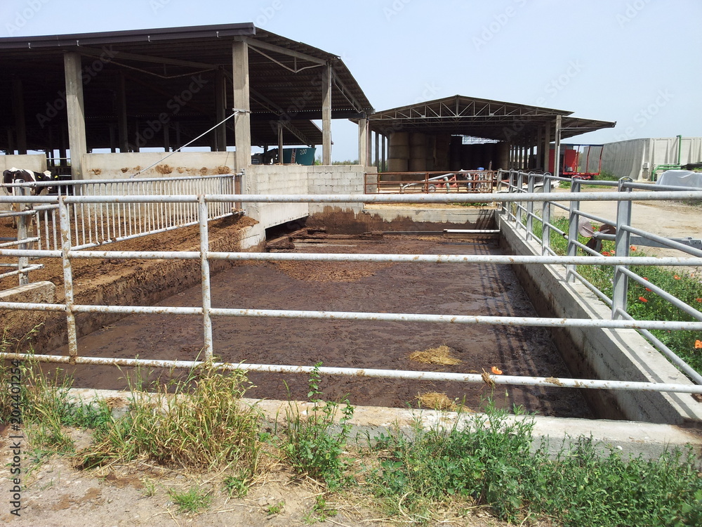 Stalla di bovini, vasca per il trattamento dei liquami Stock Photo | Adobe  Stock