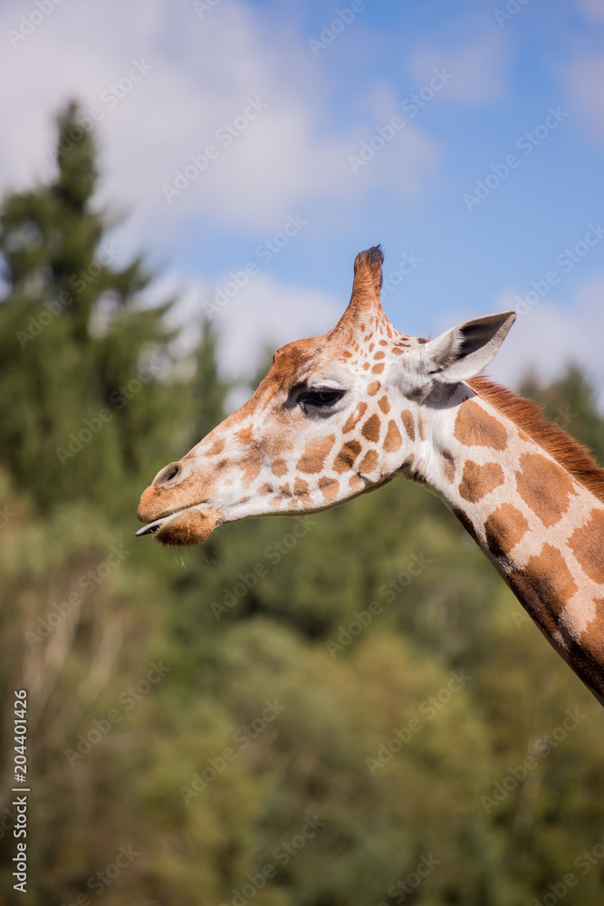 The head of a giraffe against a blue sky The head of a giraffe against a blue sky