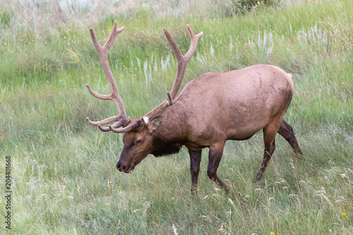 Bull Elk