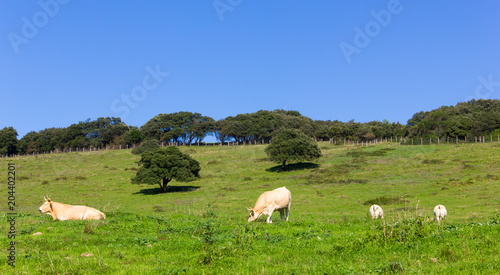 Group of four cows and bulls peacefully eating and resting on green meadow on sunny day