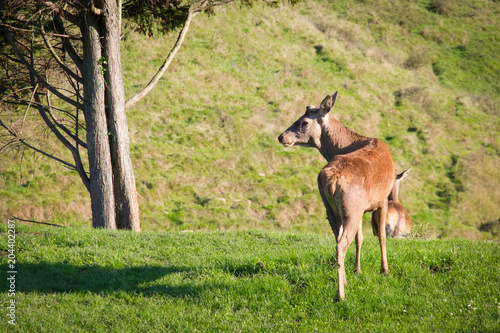 Alert buck deer on green prairie follows female on mating season