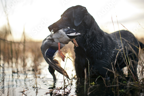 Hunting dog holding dead duck in it's mouth photo