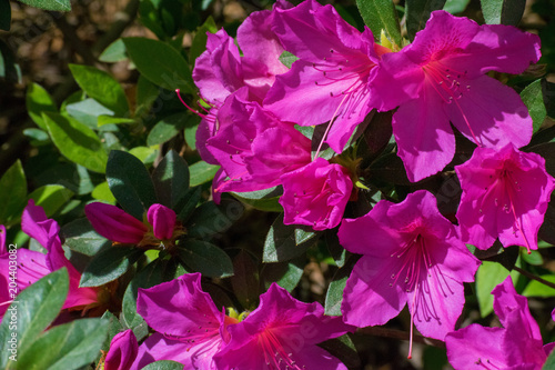 Closeup of Pink Flowers in Yard