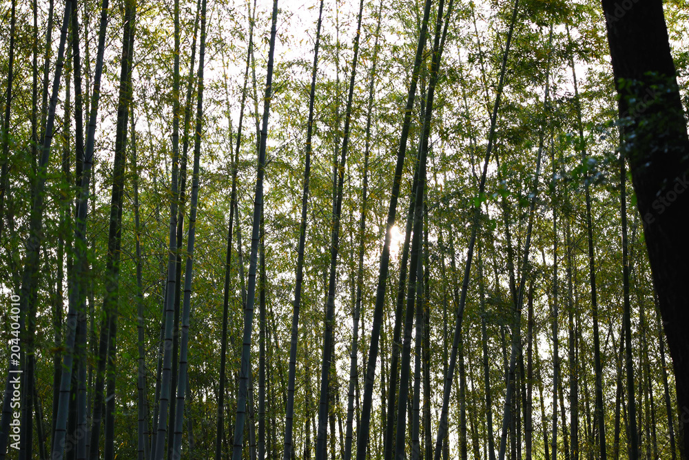 Fototapeta premium 風景
