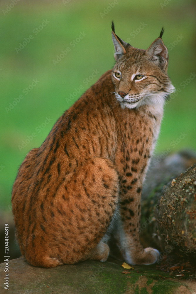 Fototapeta premium Felis lynx - Lince