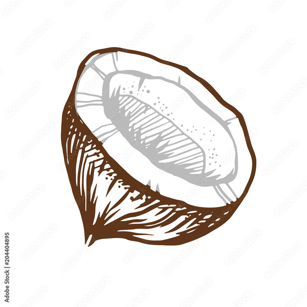 Fototapeta premium The half of coconut isolated on a white background. Good graphic tropical illustration.