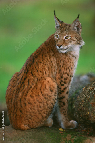Felis lynx - Lince