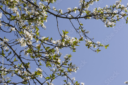 Branch with white flowers against the blue sky. Spring white flowers of an apple-tree in a park close-up.