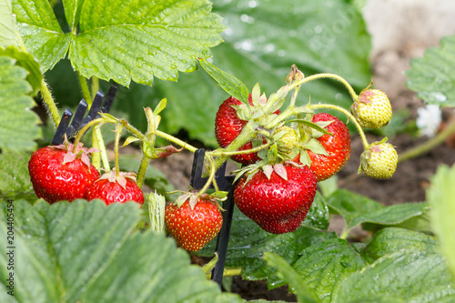 Close-up strawberries growing on the garden bed