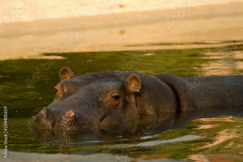 Hippopotamus amphibius - Ippopotamo