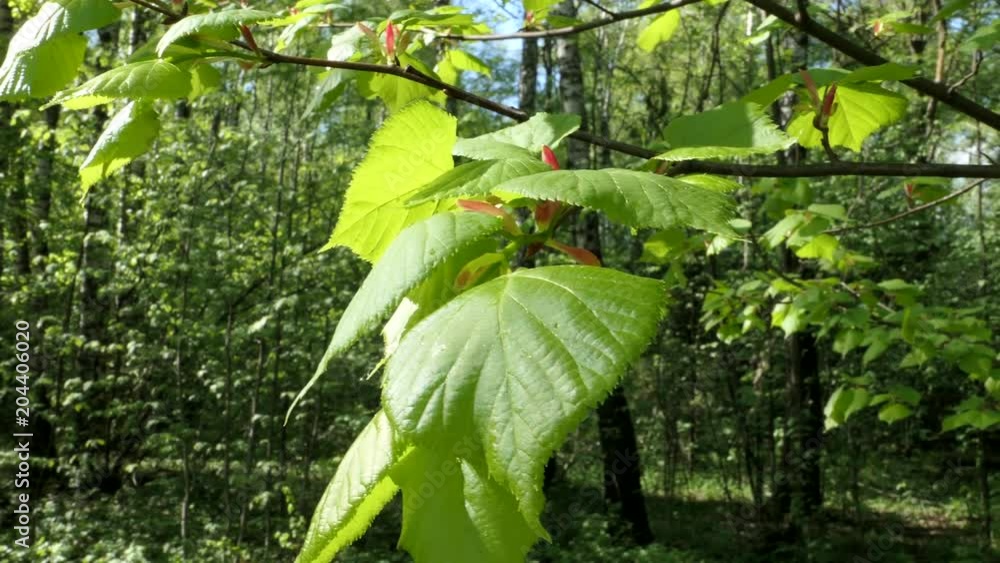 Green Leaves Of Tree In Sunny Spring Day Green Leaves Of Tree In Sunny Spring Day