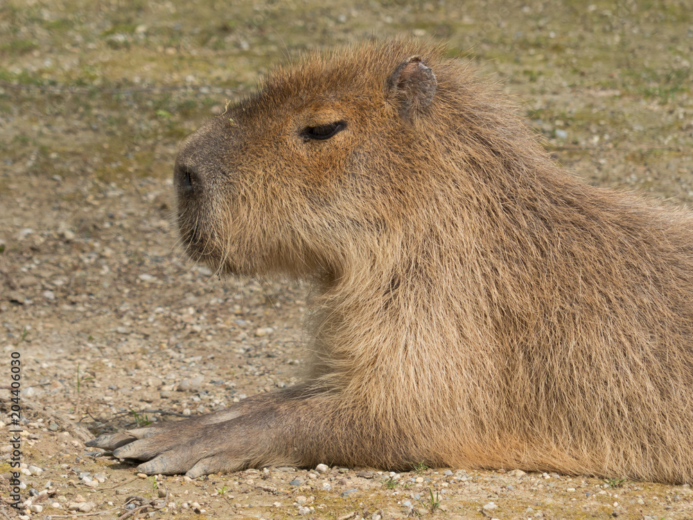 Hydrochoerus hydrochaeris - Capibara Hydrochoerus hydrochaeris - Capibara
