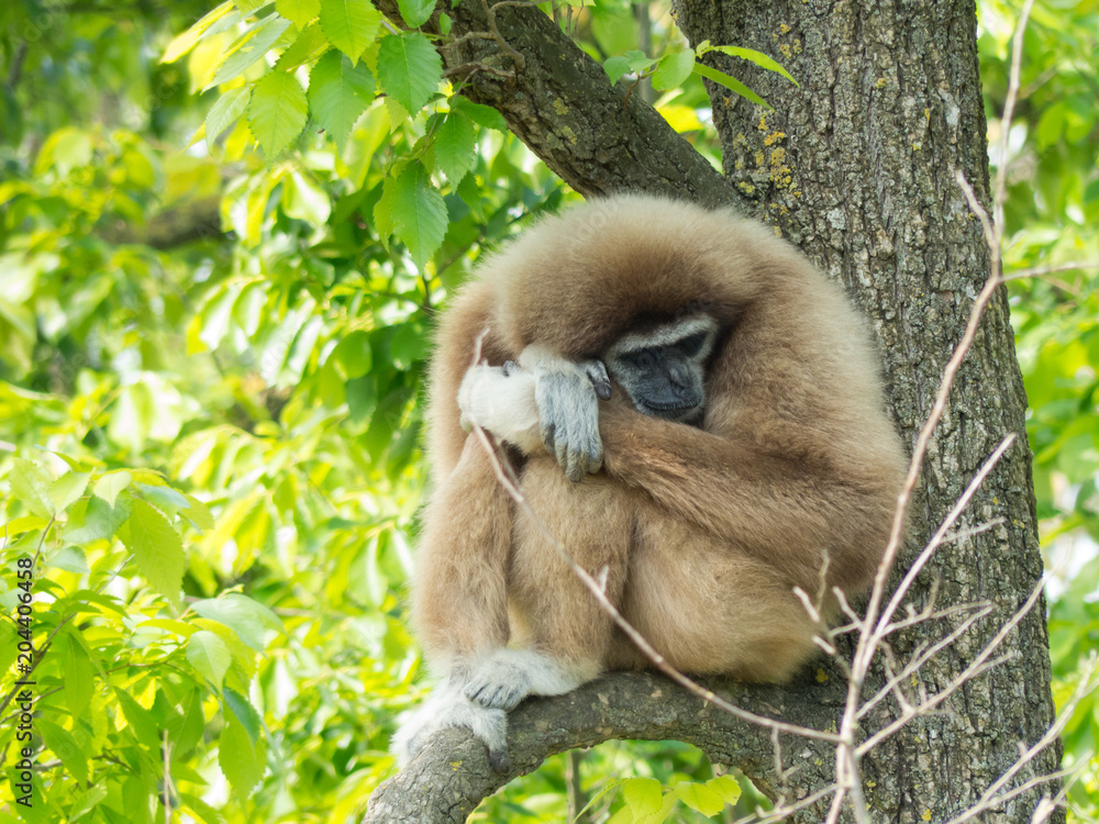 Fototapeta premium Hylobates lar - Gibbone mani bianche