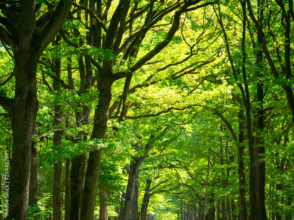 Obraz premium Forêt