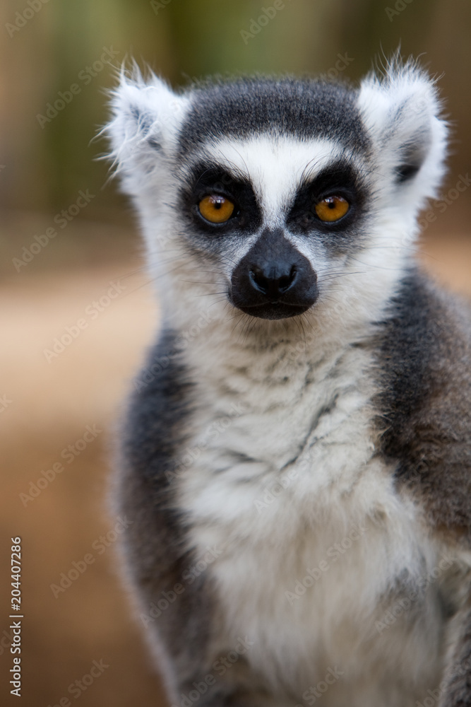 Fototapeta premium Lemur catta - Lemure catta