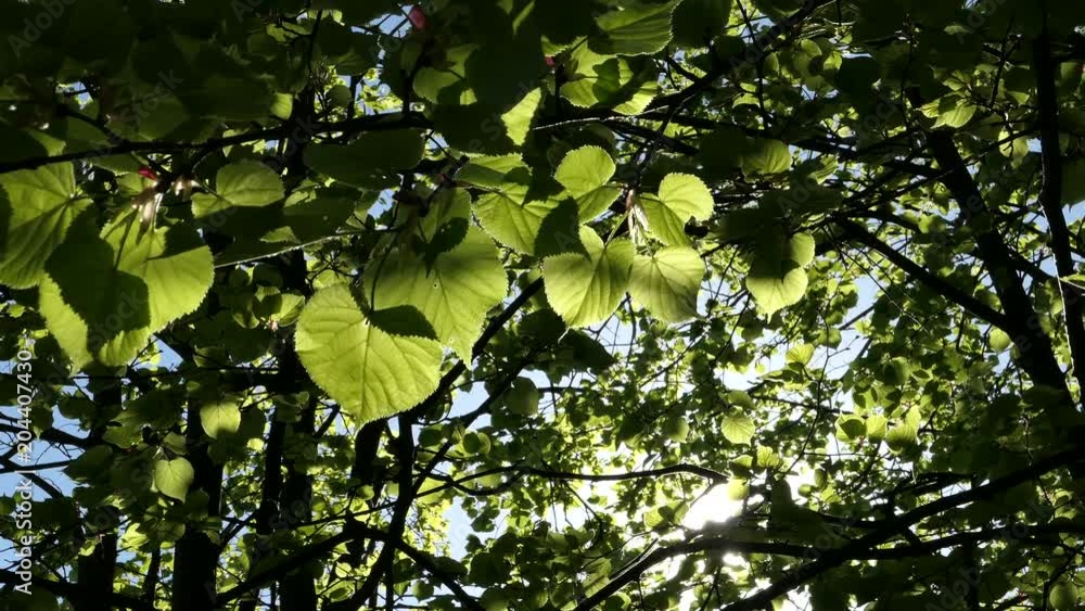 Sun Rays Through Branches And Leaves Of Tree Sun Rays Through Branches And Leaves Of Tree