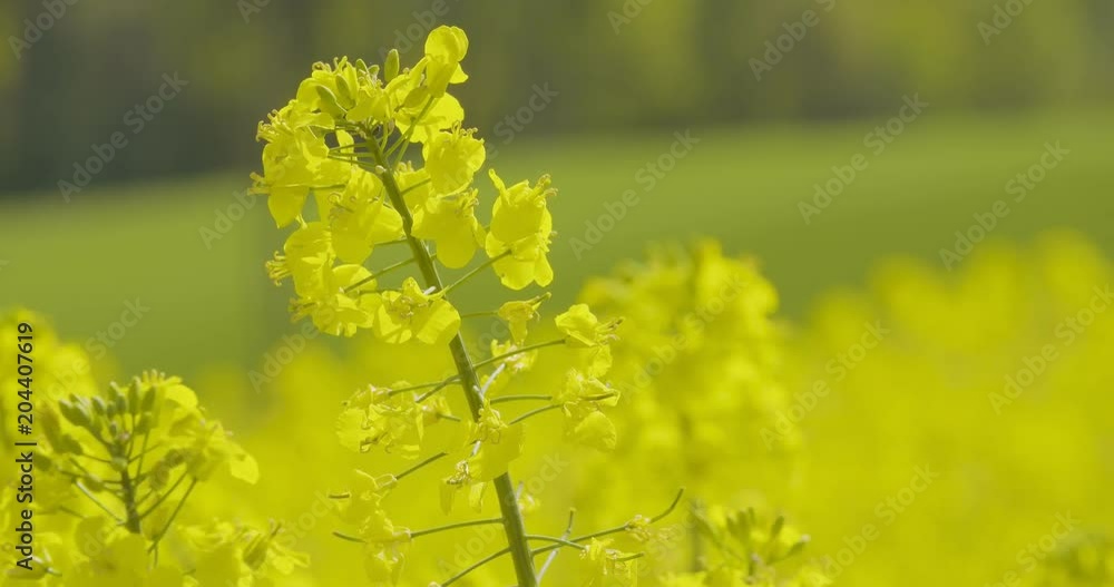 Rape Blossoms Growing On Farm Rape Blossoms Growing On Farm