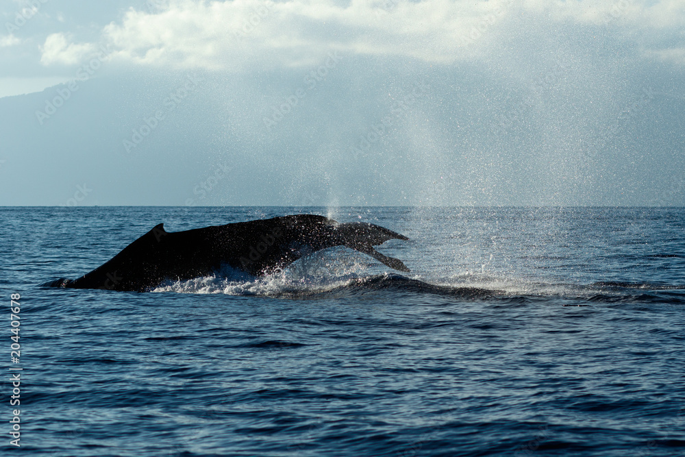 Fototapeta premium Humpback whale tail slapping.