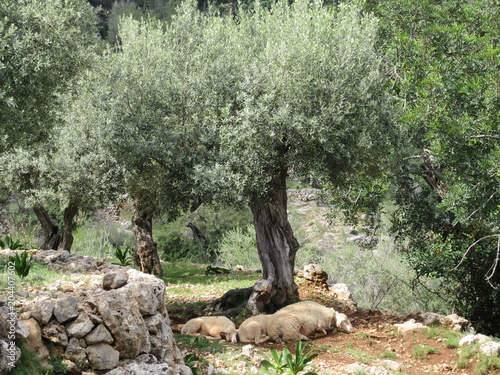 Sheep in Mallorca