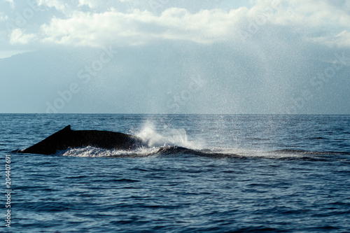 Humpback whale tail slapping.