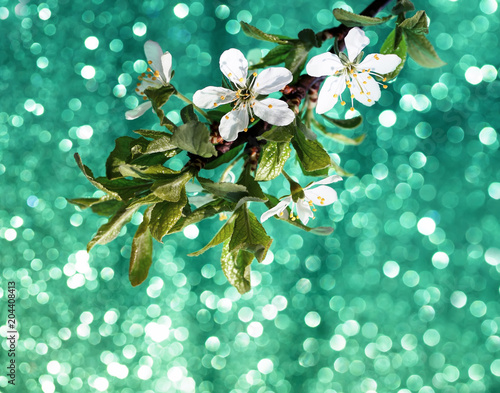 beautiful branch of blooming white cherry blossom on shiny Sunny holiday gree...